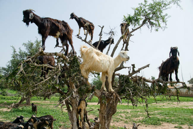 Κατσίκες βόσκουν πάνω στο δέντρο Argan