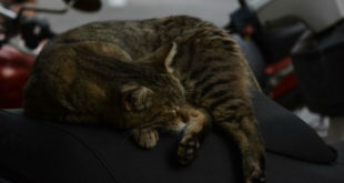Φρίκη στην Κρήτη: Σκότωσαν γάτες και τις άπλωσαν στο δρόμο