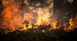 Παλαιομάνινα Αιτωλοακαρνανίας: Καίγεται δασική έκταση