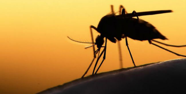 Καμπανάκι κινδύνου χτυπά ο ΙΣΑ για τον Ιό του Δυτικού Νείλου