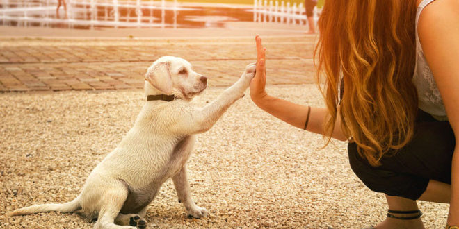 Οι σκύλοι «καταλαβαίνουν» τα λόγια και τη χροιά της φωνής μας
